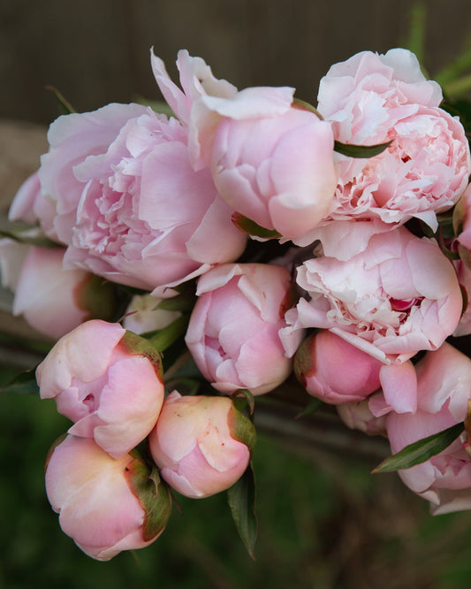 Close-up of pink peony flowers with a blurred background
