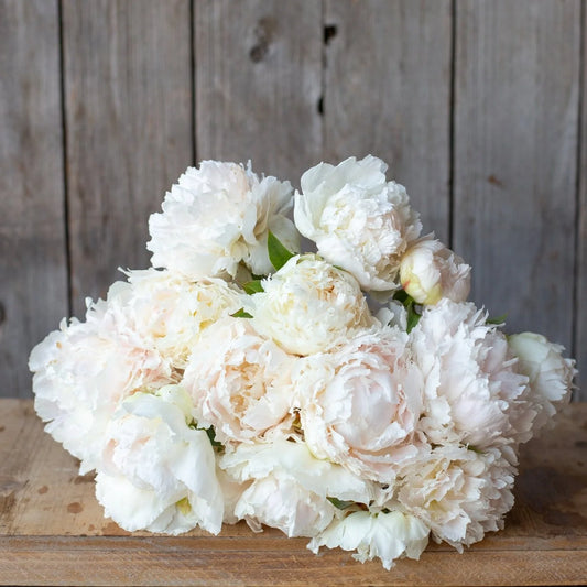 Peony - Brother Chuck