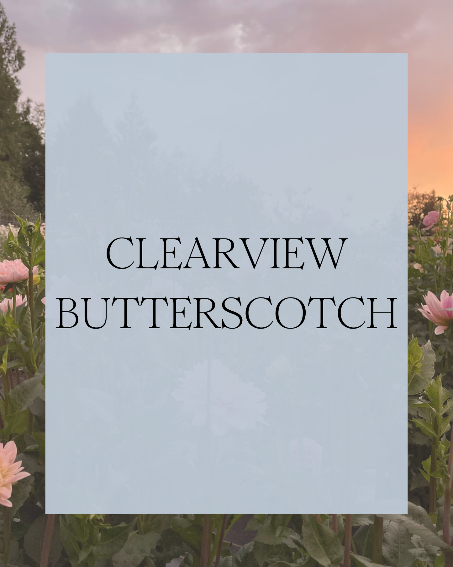 Clearview Butterscotch