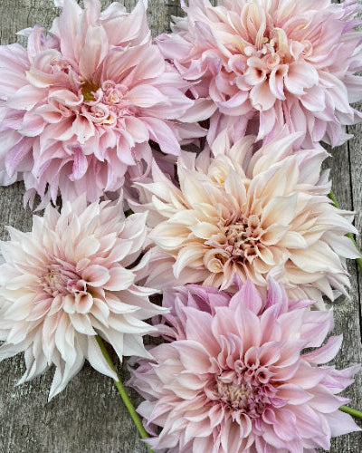 Pink and beige flowers on a wooden surface