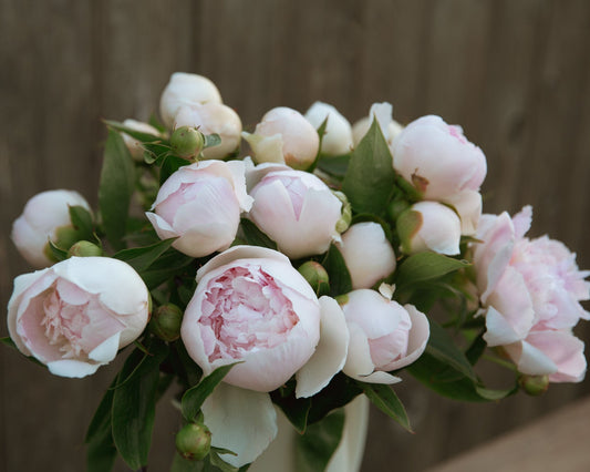 Bouquet of pink peony flowers with green leaves against a wooden background