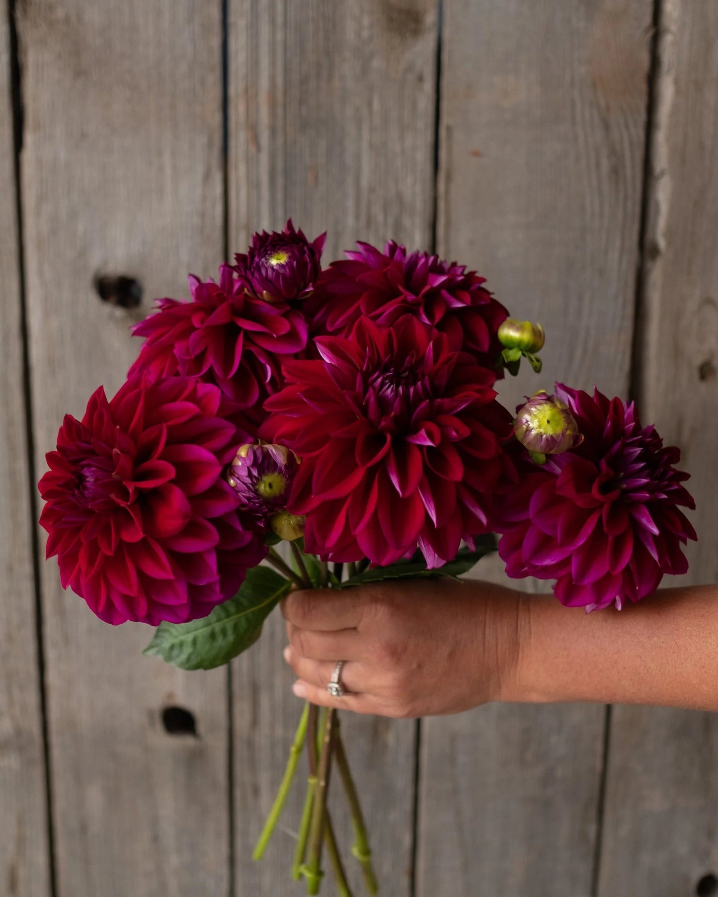 Hand holding a bouquet of deep purple dahlias against a wooden background