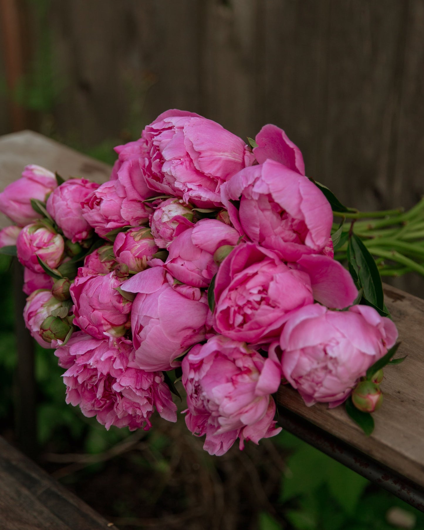 Bouquet of pink peonies on a wooden surface with a blurred natural background