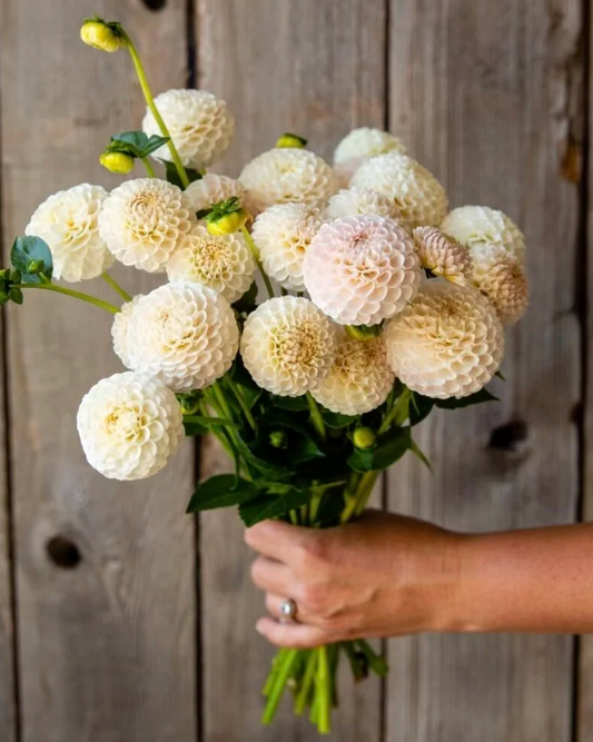 Bouquet of white flowers held by a person against a wooden background