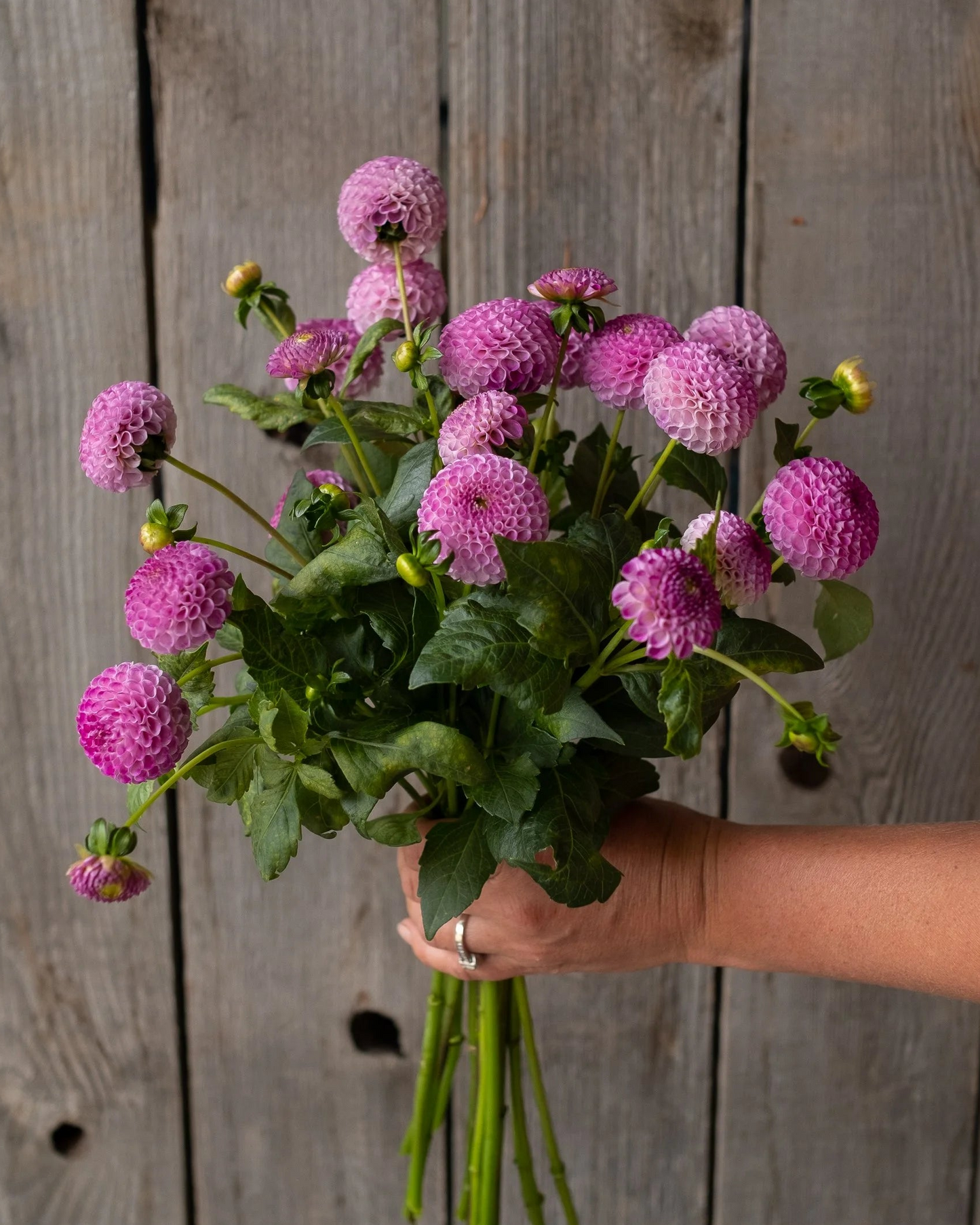 Bouquet of purple flowers held against a wooden background