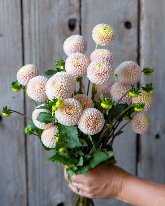 Bouquet of flowers held by a person against a wooden background