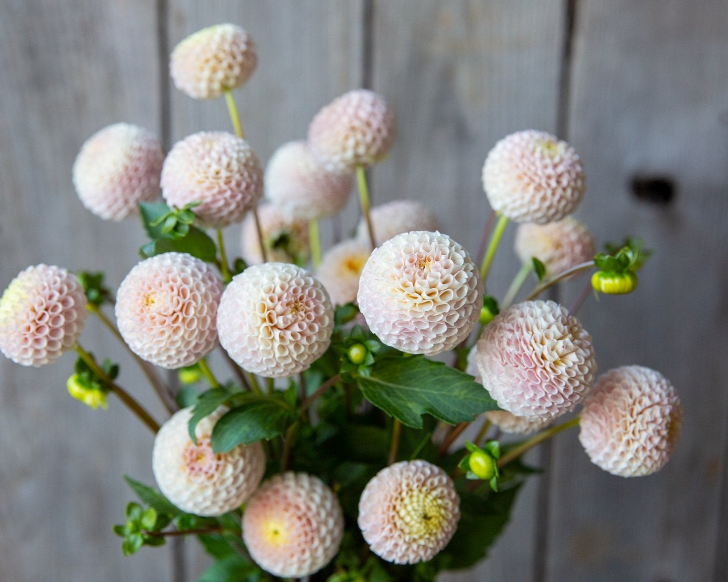 Bouquet of light pink flowers in a white vase against a wooden background