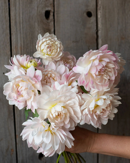 Bouquet of light pink and white flowers held against a wooden background