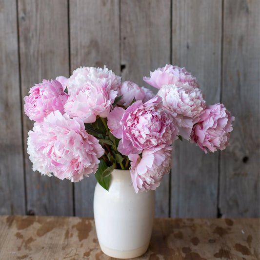 Peony - Sarah Bernhardt