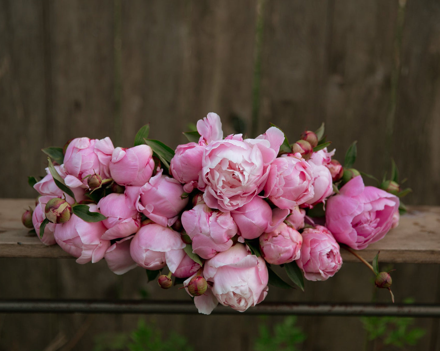 Bouquet of pink peonies on a wooden surface with a blurred natural background