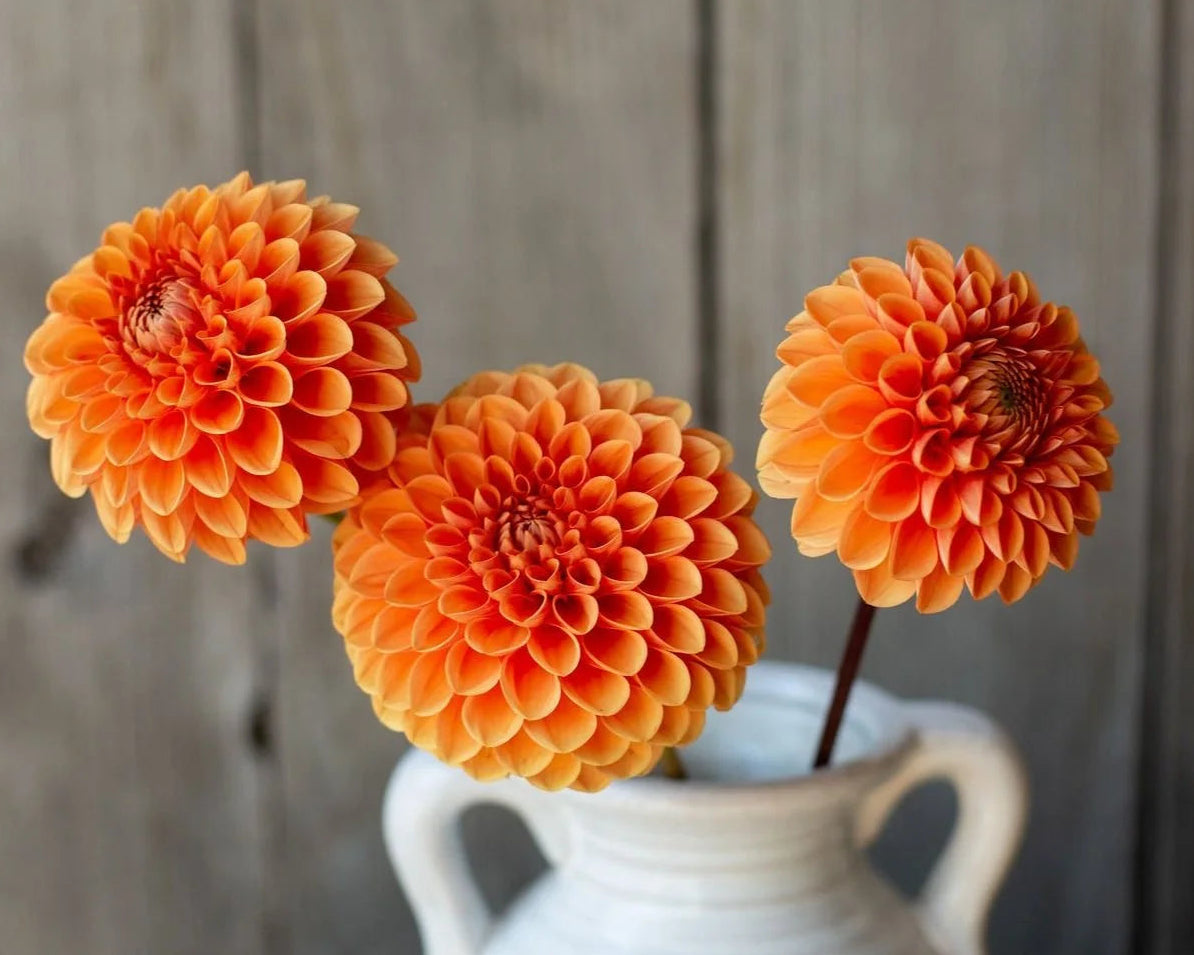 Three orange flowers in a white vase against a wooden background