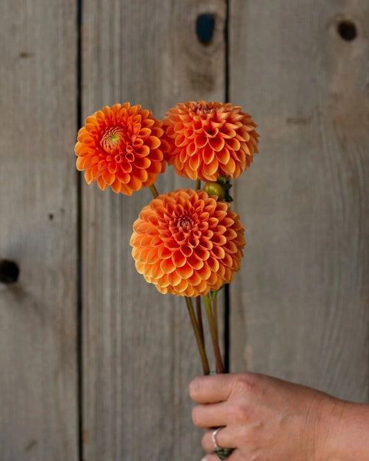 Hand holding three orange flowers against a wooden background