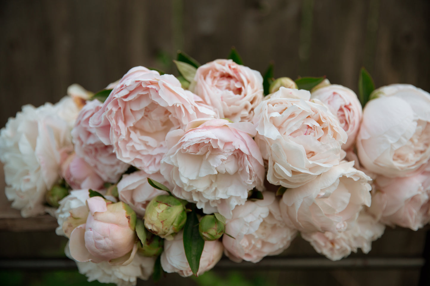 Bouquet of pink and white peony flowers with green leaves on a blurred background