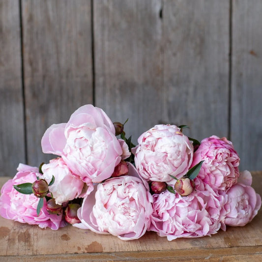 Peony - Nick Shaylor