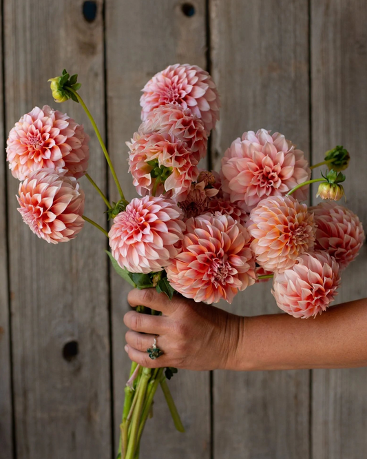 Hand holding a bouquet of pink flowers against a wooden background