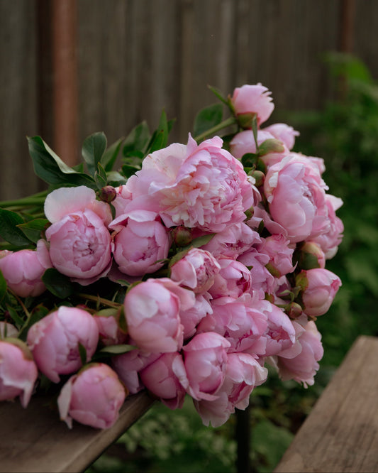 Bouquet of pink peonies on a wooden surface with a blurred natural background