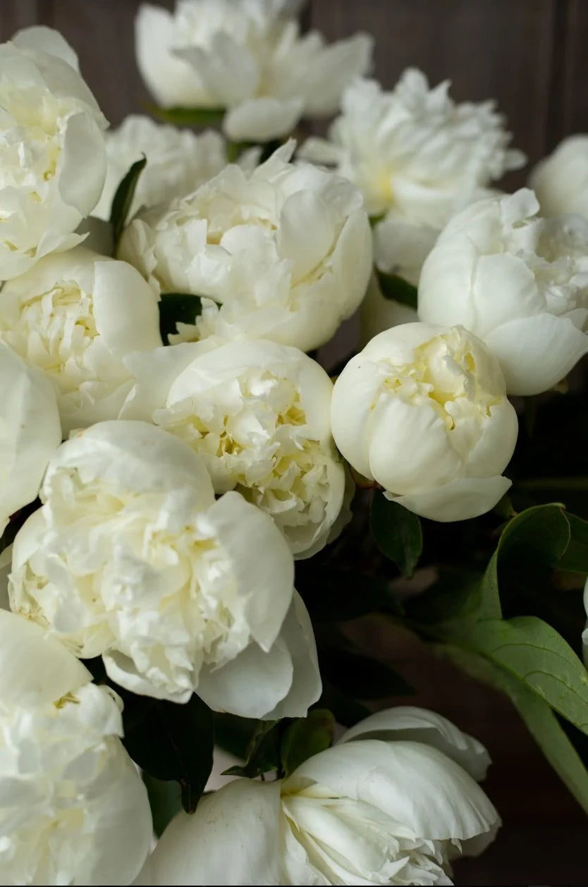 Peony - Duchesse de Nemours