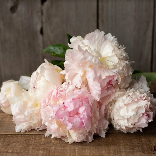 Peony - Angel Cheeks