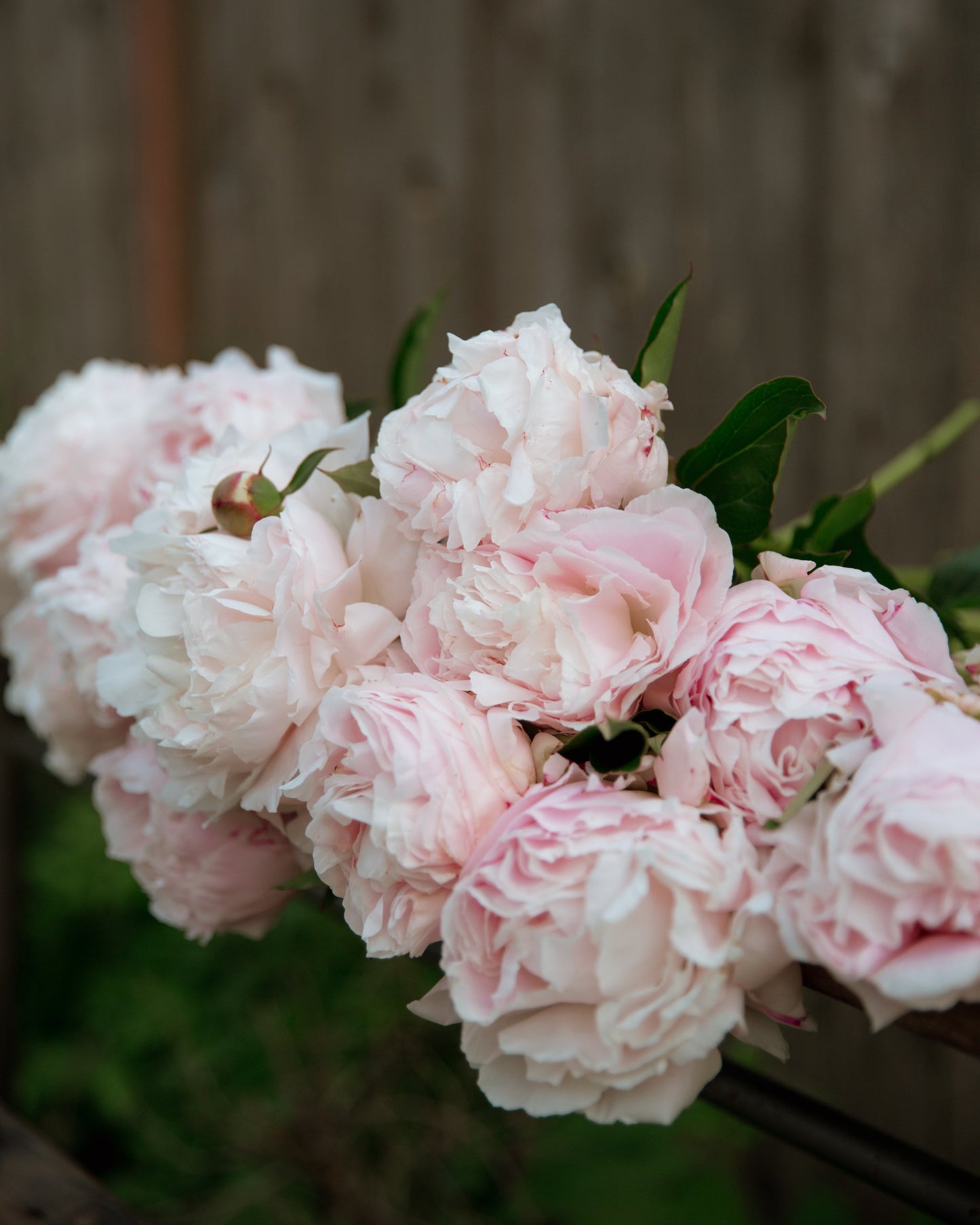 Close-up of pink peonies with a blurred wooden background