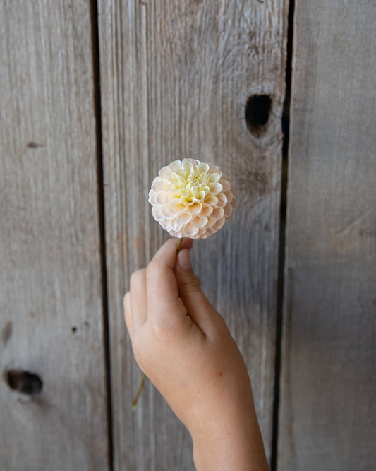 Hand holding a small white flower against a wooden background