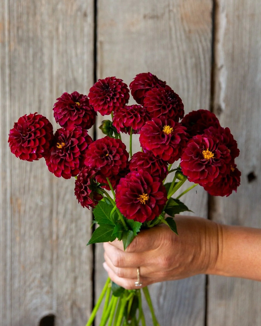 Hand holding a bouquet of red flowers against a wooden background