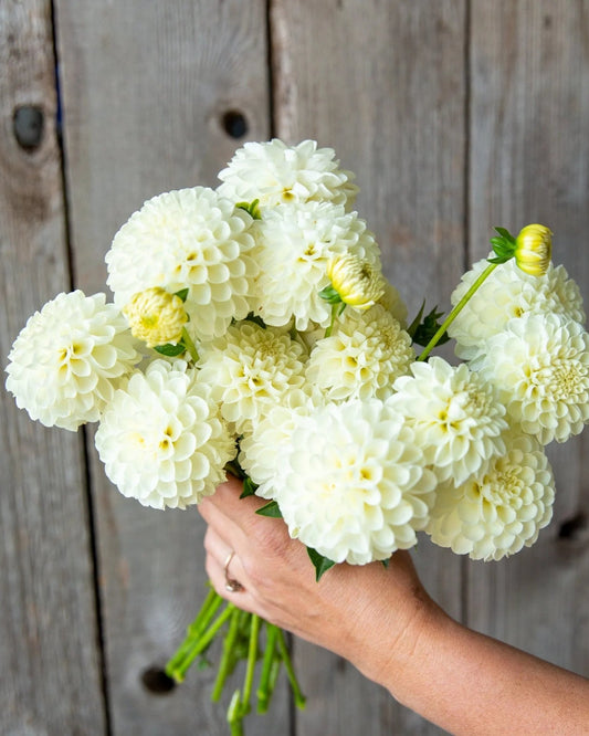 Hand holding a bouquet of white flowers against a wooden background