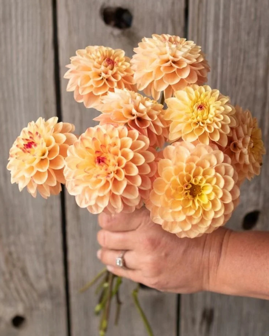 Hand holding a bouquet of peach-colored flowers against a wooden background