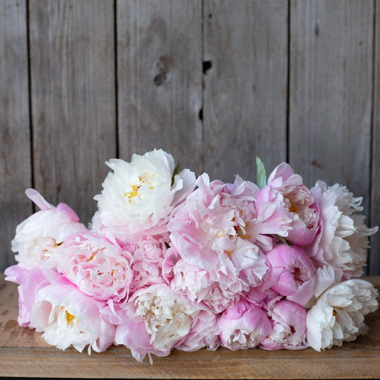 Peony - Lady Alexandra Duff