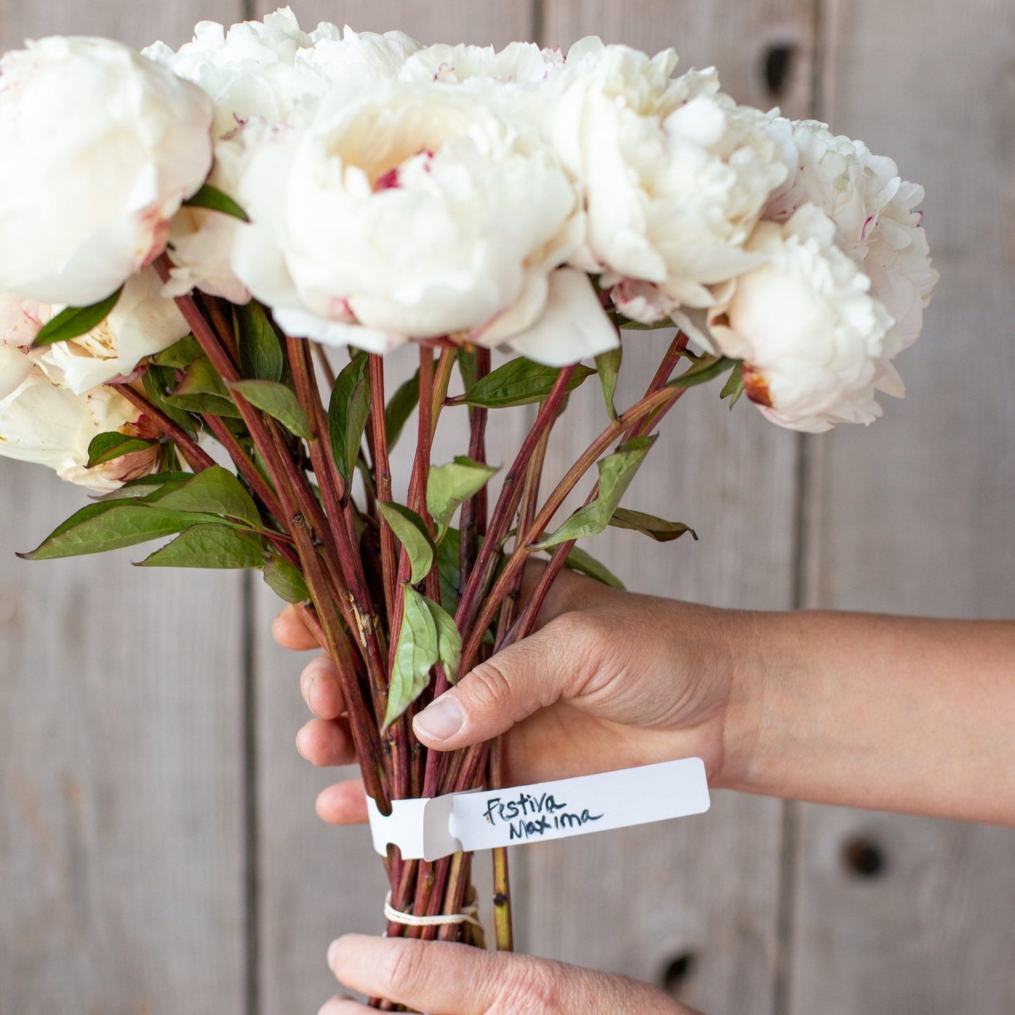 Peony - Festiva Maxima