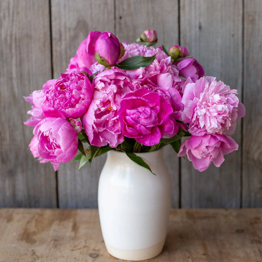 Peony - Dr. Alexander Fleming