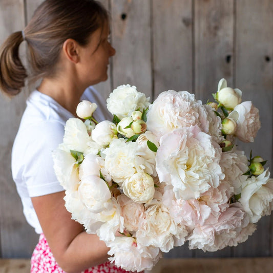 Peony - Mothers Choice