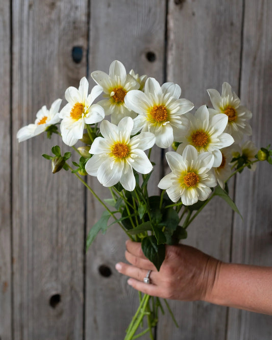 Hand holding a bouquet of white flowers with yellow centers against a wooden background
