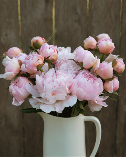 White pitcher filled with pink peony flowers against a wooden fence background