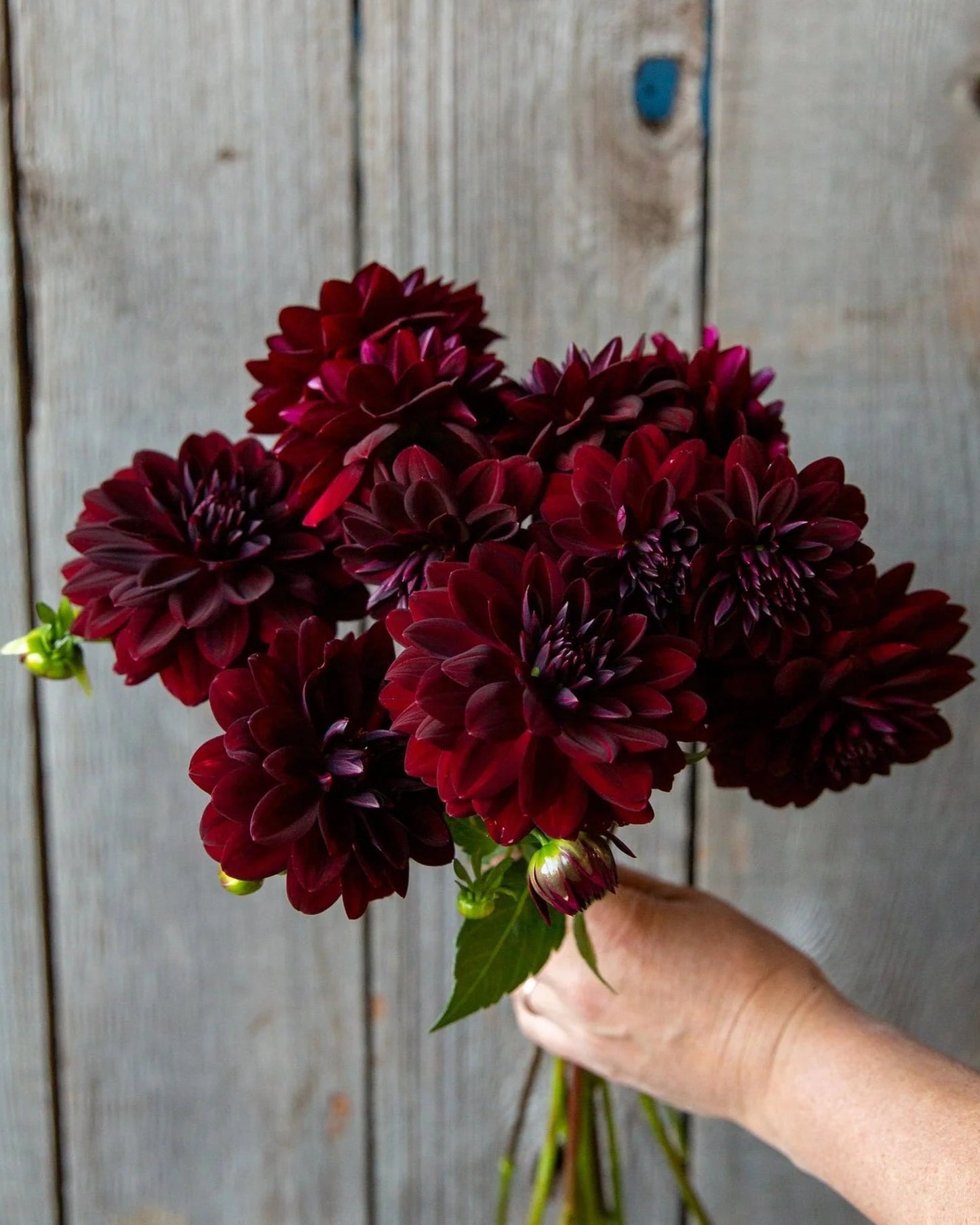 Bouquet of dark red flowers held against a wooden background