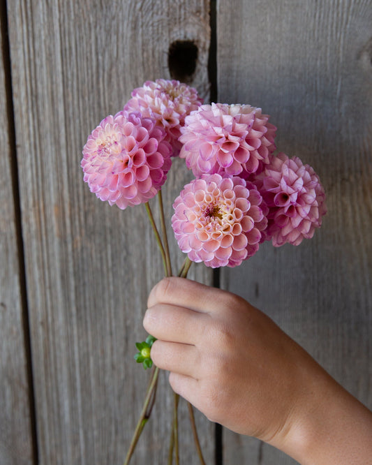 Hand holding pink flowers against a wooden background