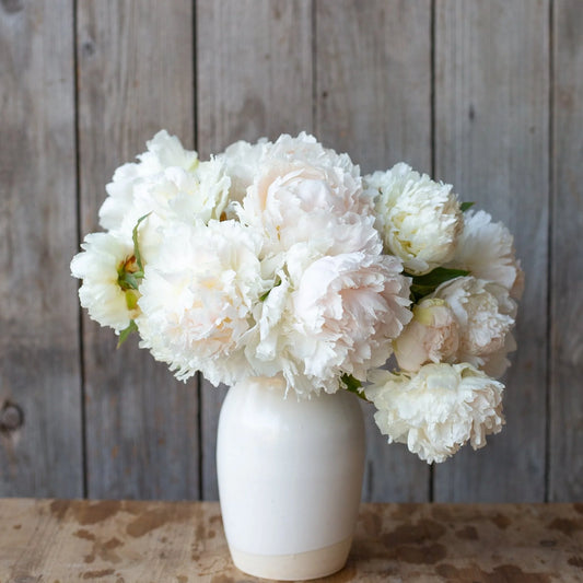 Peony - Brother Chuck