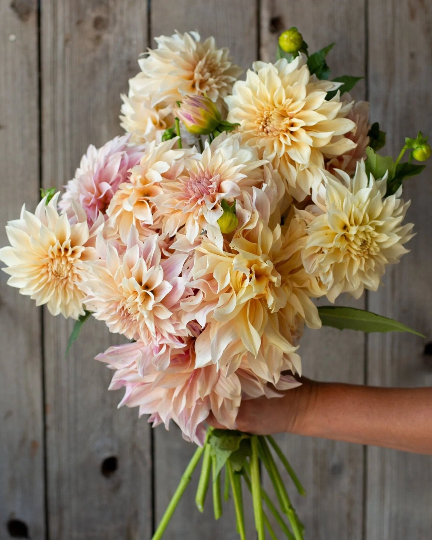 Bouquet of light pink and beige flowers held against a wooden background