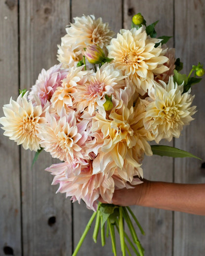Bouquet of light pink and beige flowers held against a wooden background