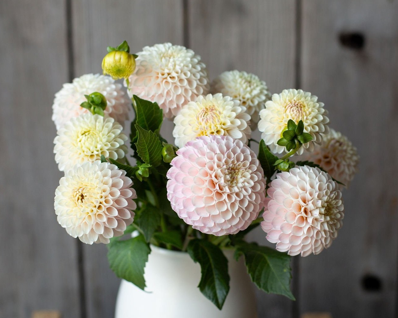 Bouquet of light pink and white flowers in a white vase against a wooden background