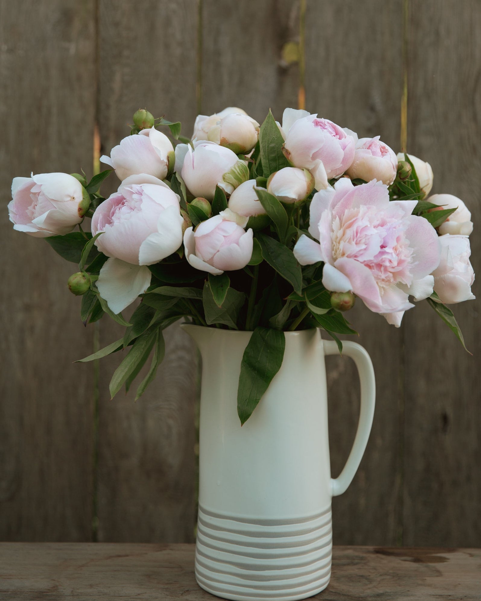 Bouquet of pink peonies in a white pitcher against a wooden fence.