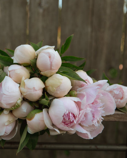 Bouquet of pink peonies on a wooden surface with a wooden fence background