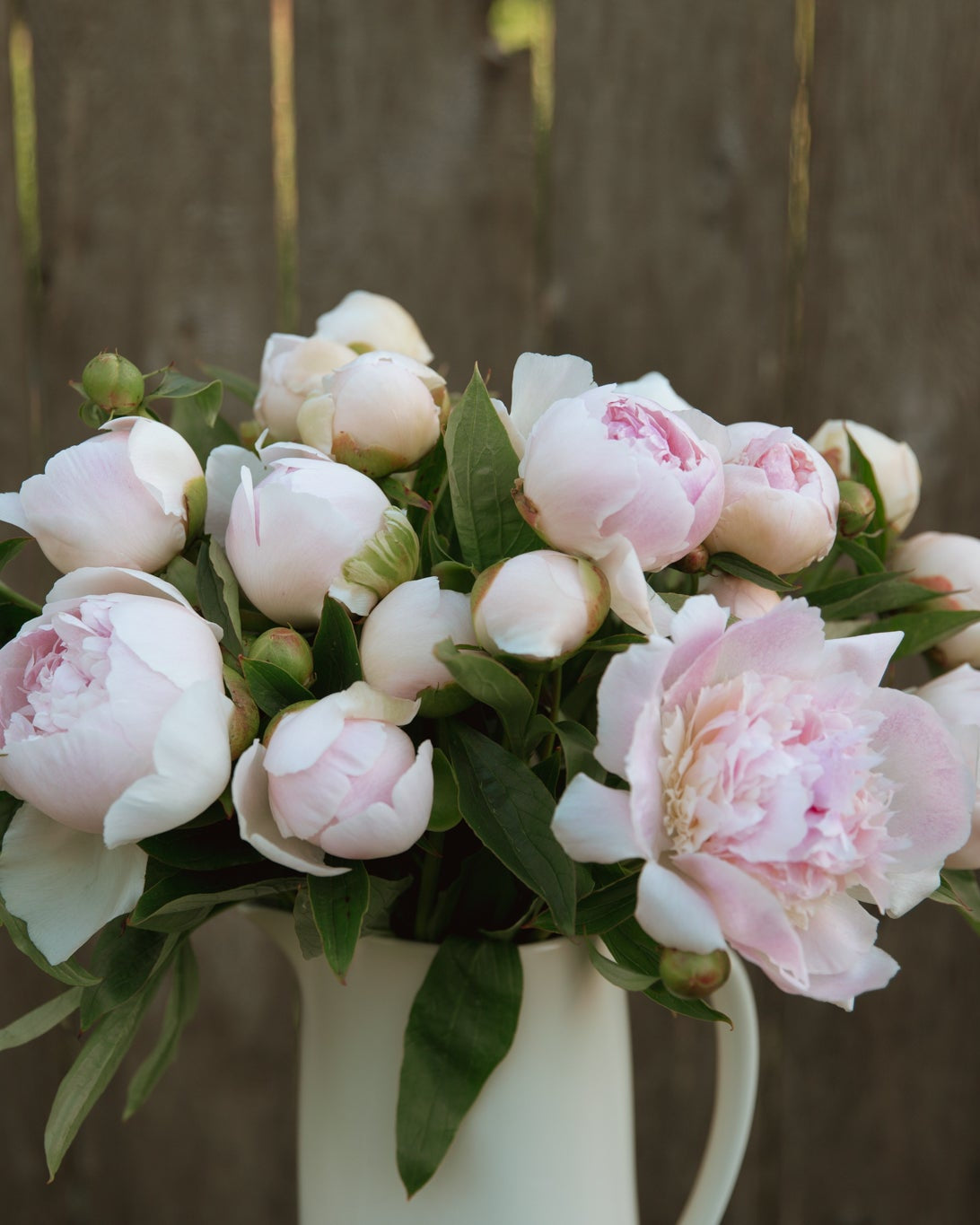 Bouquet of pink peonies in a white vase against a wooden fence background