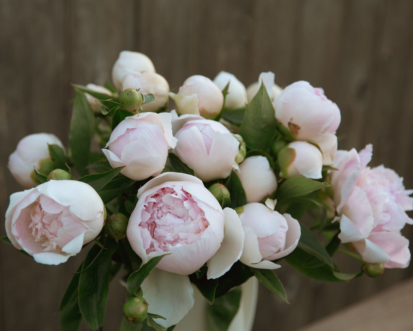 Bouquet of pink peony flowers with green leaves against a wooden background