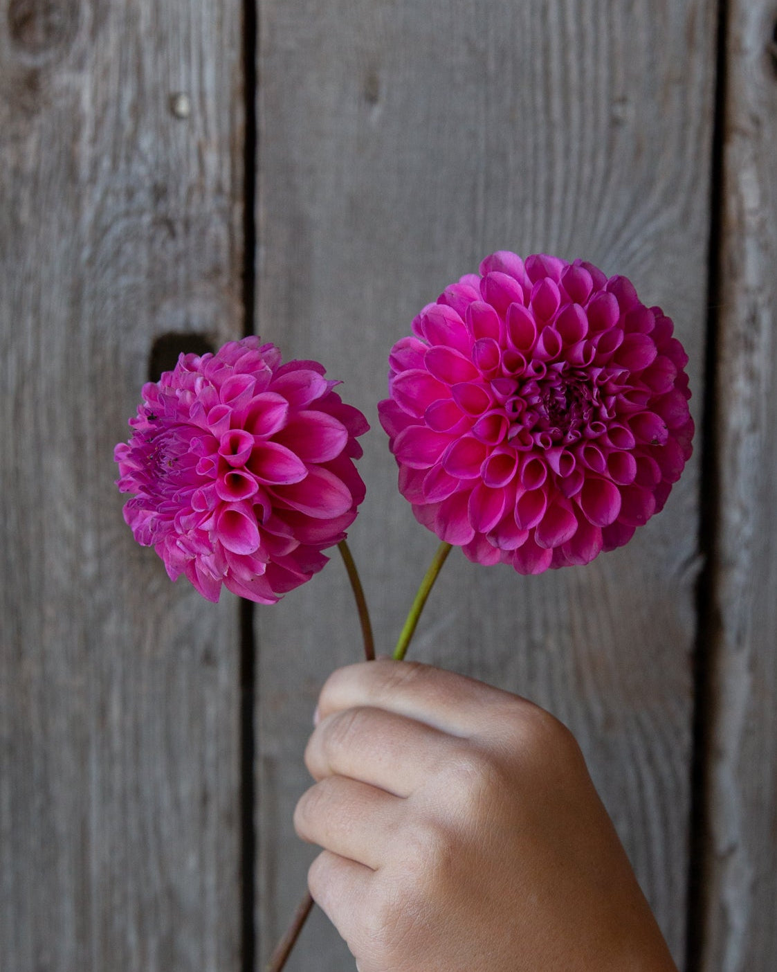 Hand holding two pink flowers against a wooden background