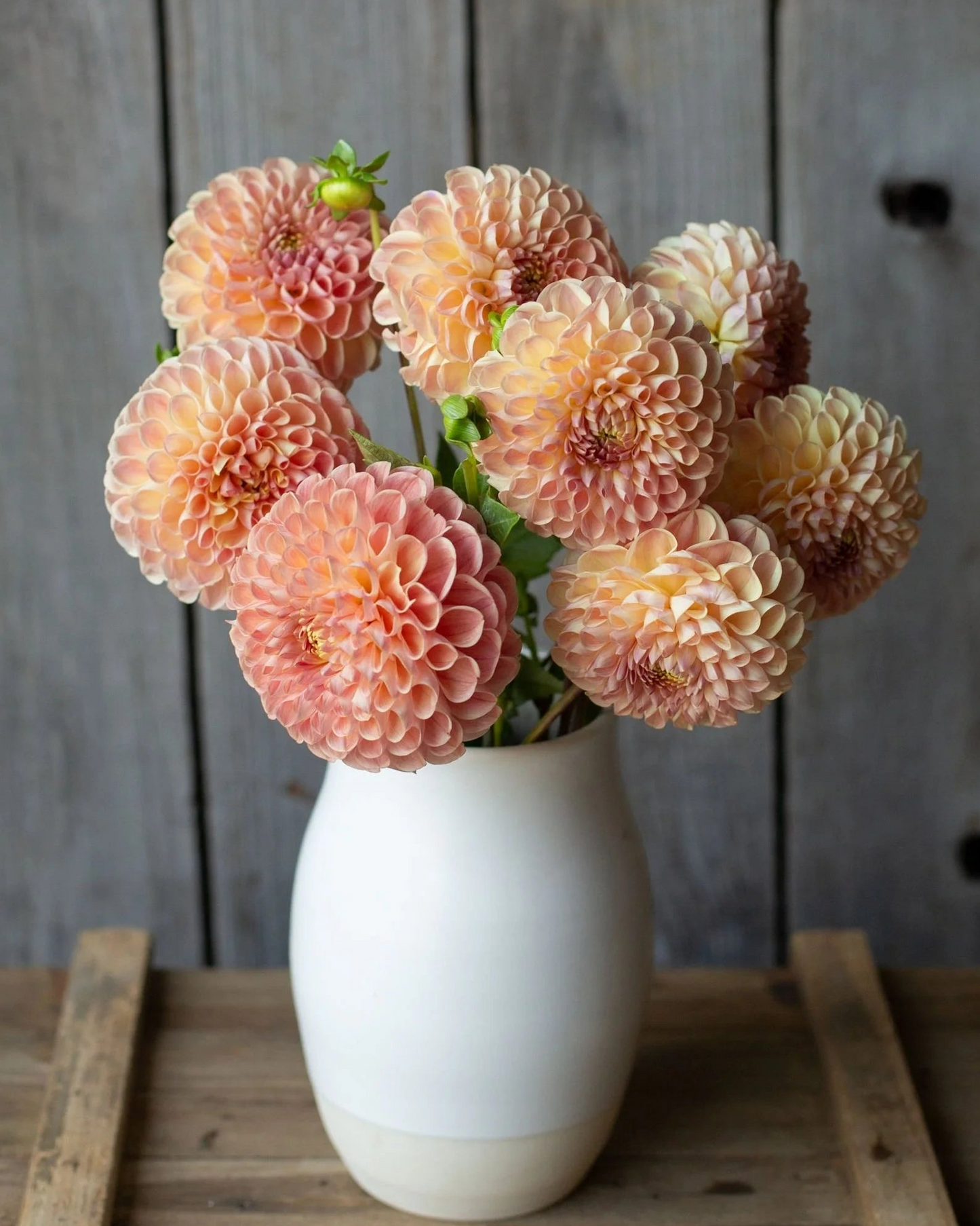 Bouquet of peach-colored dahlias in a white vase on a wooden surface with a rustic wooden background.