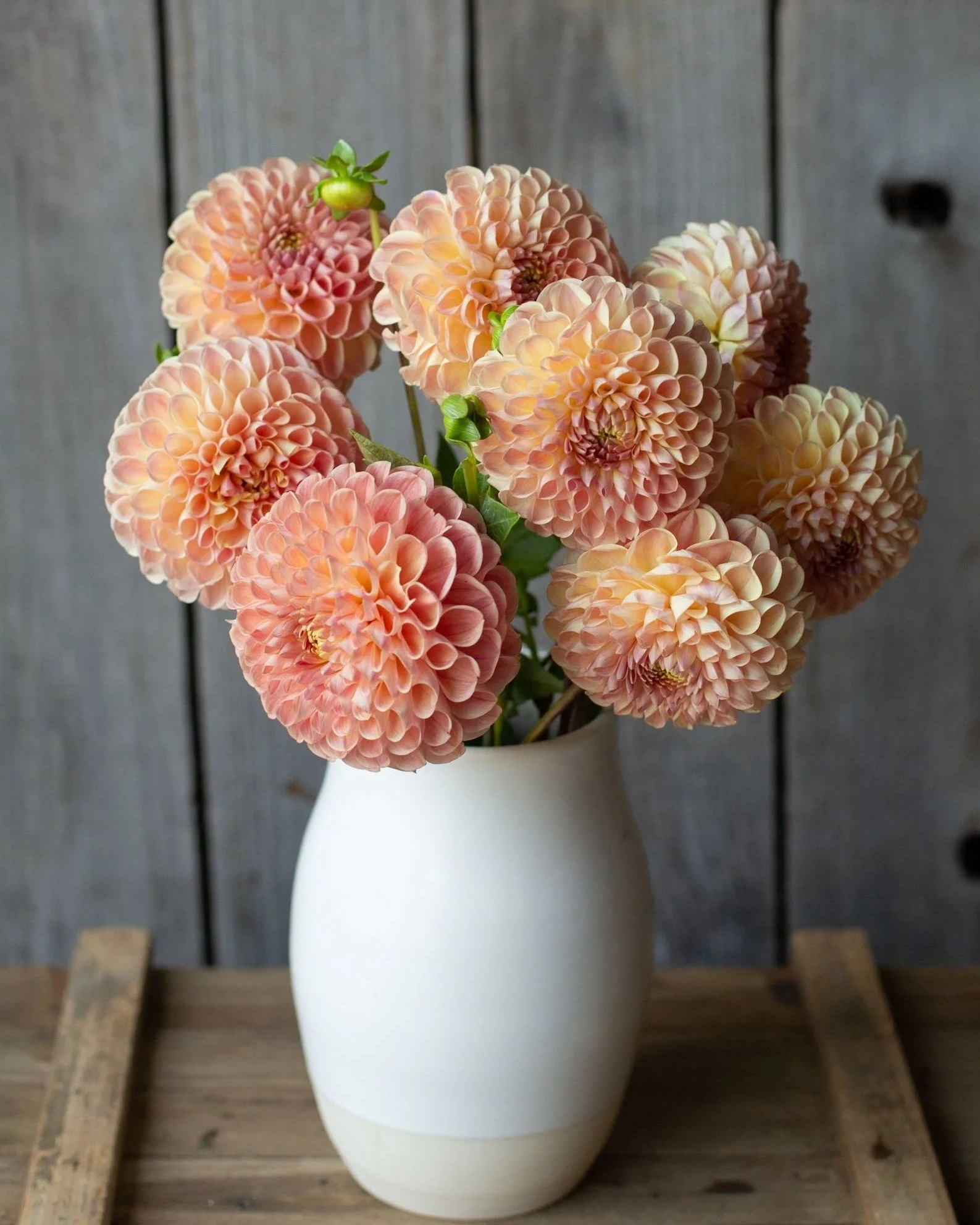 Bouquet of peach-colored dahlias in a white vase on a wooden surface with a rustic wooden background.