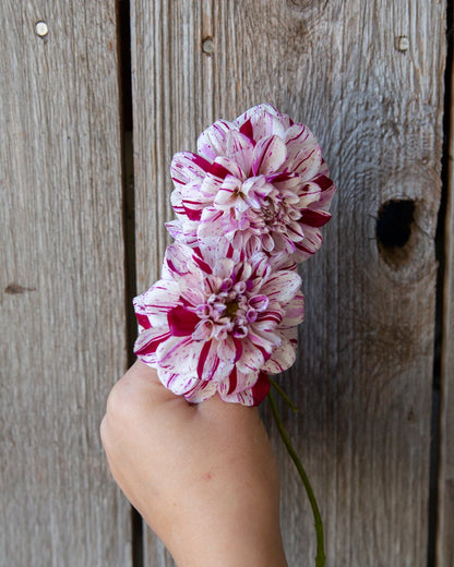 Hand holding a pink flower against a wooden background