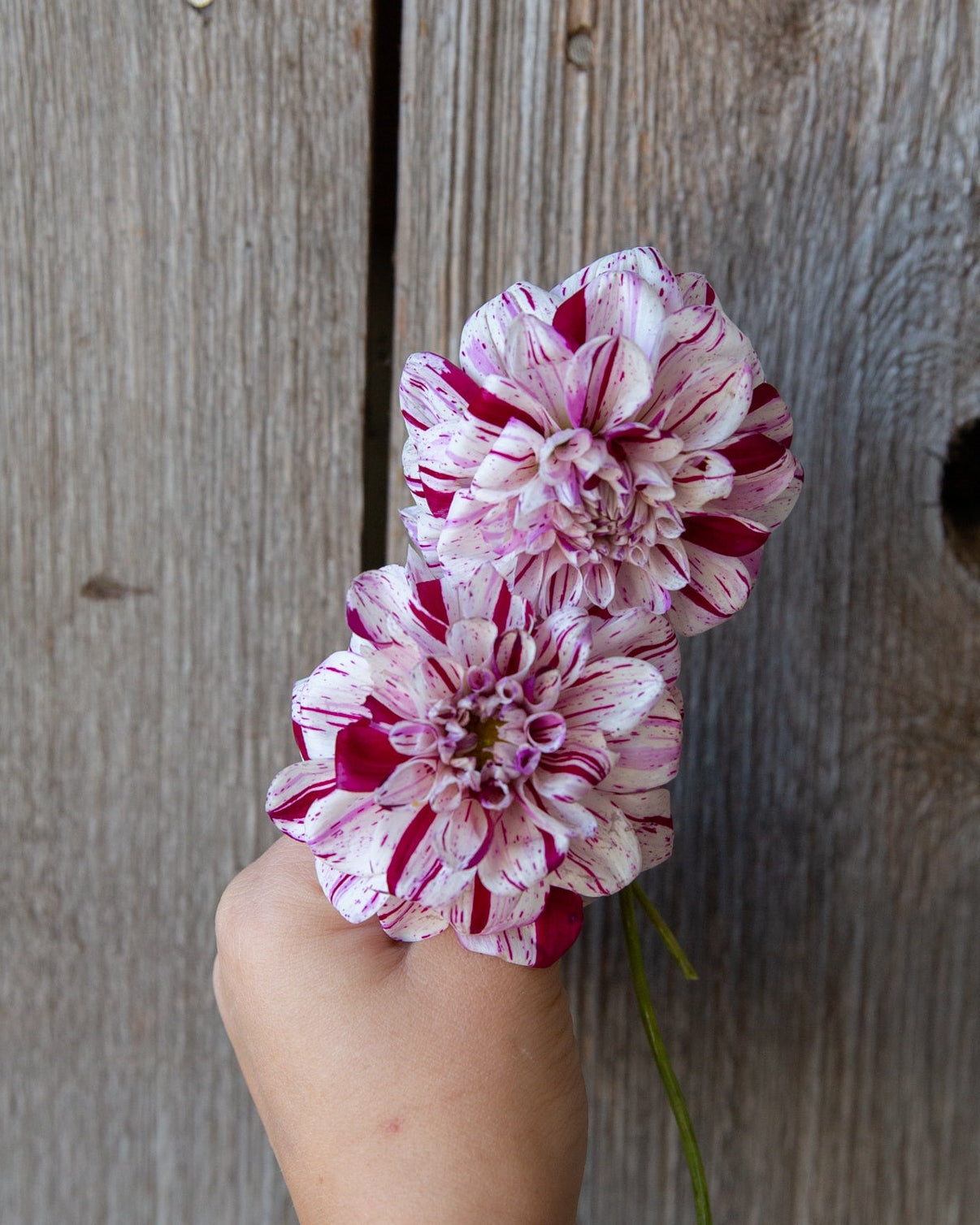 Hand holding pink flowers against a wooden background