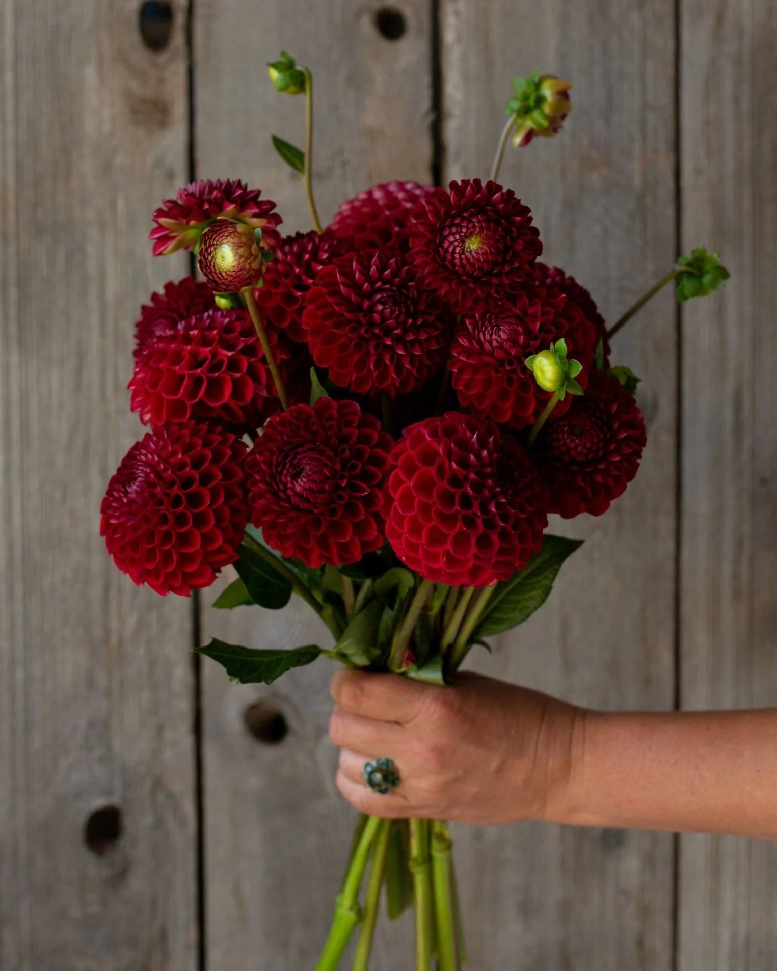 Pretty Flower Farm Cornel Dahlia Tuber - Thumbnail 2