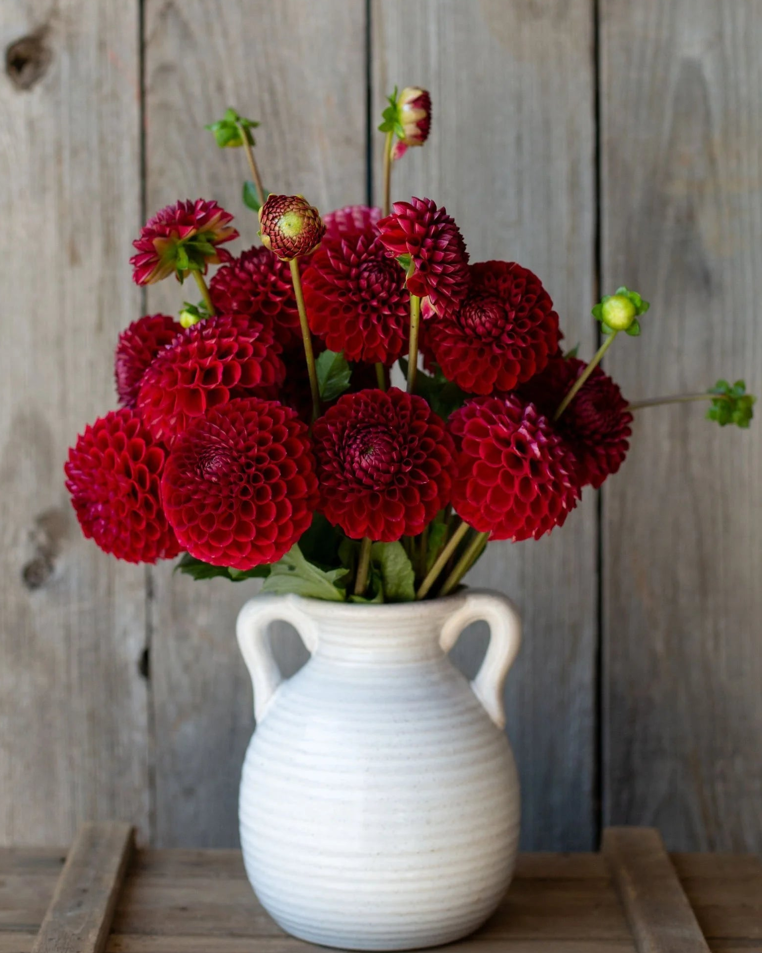 Pretty Flower Farm Cornel Dahlia Tuber